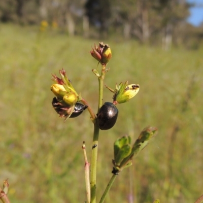 Chrysolina quadrigemina (Greater St Johns Wort beetle) at Conder, ACT - 3 Nov 2020 by MichaelBedingfield