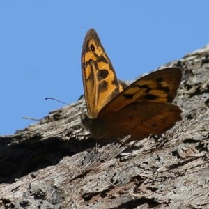 Heteronympha merope at Wodonga, VIC - 13 Dec 2020 09:30 AM