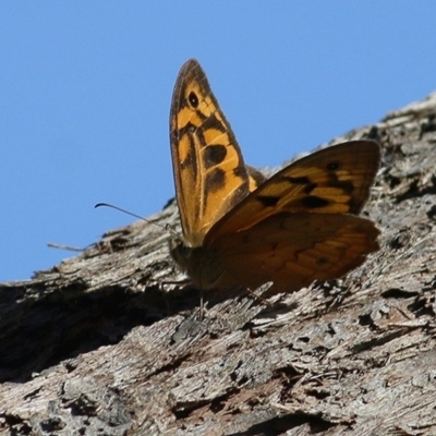 Heteronympha merope (Common Brown Butterfly) at Wodonga - 12 Dec 2020 by Kyliegw
