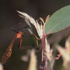 Harpobittacus australis (Hangingfly) at Wodonga, VIC - 12 Dec 2020 by Kyliegw