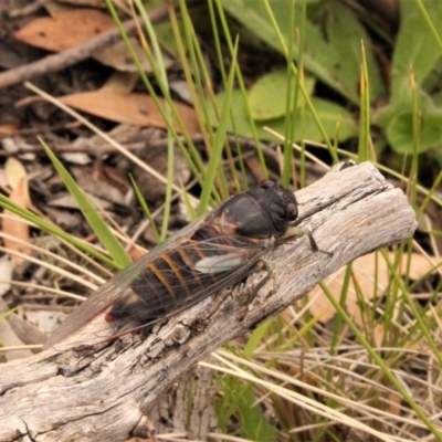 Yoyetta subalpina (Subalpine Firetail Cicada) at Mount Clear, ACT - 12 Dec 2020 by Sarah2019