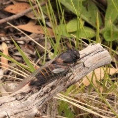 Yoyetta subalpina (Subalpine Firetail Cicada) at Namadgi National Park - 12 Dec 2020 by Sarah2019