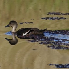 Anas gracilis (Grey Teal) at Wodonga - 12 Dec 2020 by Kyliegw