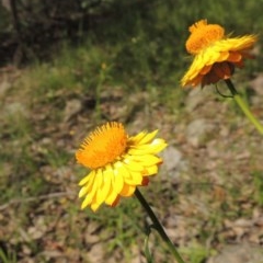 Xerochrysum viscosum (Sticky Everlasting) at Tuggeranong Hill - 3 Nov 2020 by michaelb