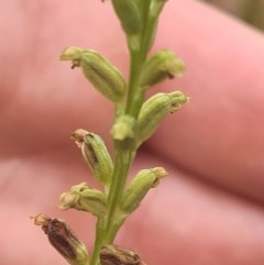 Microtis sp. (Onion Orchid) at Crace, ACT - 13 Dec 2020 by RobynHall