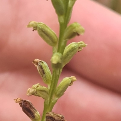 Microtis sp. (Onion Orchid) at Crace, ACT - 13 Dec 2020 by RobynHall