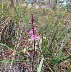 Dipodium roseum (Rosy hyacinth orchid) at Crace, ACT - 13 Dec 2020 by RobynHall