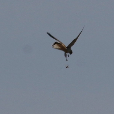 Falco cenchroides (Nankeen Kestrel) at Wodonga - 12 Dec 2020 by Kyliegw