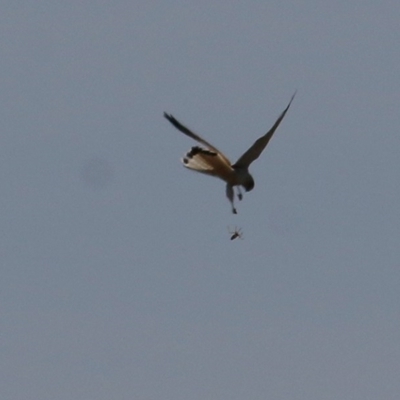 Falco cenchroides (Nankeen Kestrel) at Leneva, VIC - 13 Dec 2020 by KylieWaldon