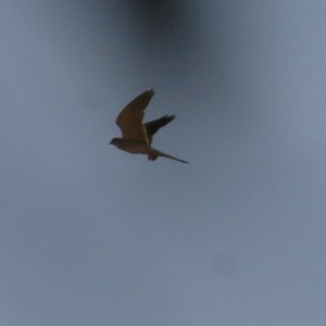 Falco cenchroides at Leneva, VIC - 13 Dec 2020 09:45 AM