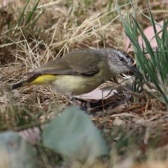 Acanthiza chrysorrhoa (Yellow-rumped Thornbill) at Wodonga - 12 Dec 2020 by Kyliegw