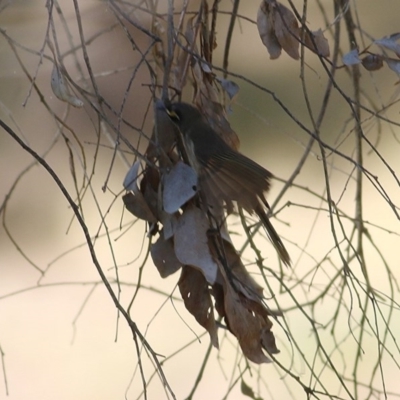 Caligavis chrysops (Yellow-faced Honeyeater) at Wodonga, VIC - 13 Dec 2020 by KylieWaldon