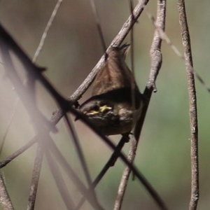 Caligavis chrysops at Wodonga, VIC - 13 Dec 2020 09:30 AM