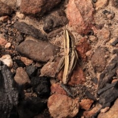 Macrotona australis (Common Macrotona Grasshopper) at Namadgi National Park - 12 Dec 2020 by Sarah2019