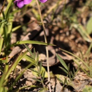 Swainsona sp. at Mount Clear, ACT - 12 Dec 2020