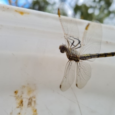 Orthetrum caledonicum (Blue Skimmer) at Jerrabomberra, ACT - 12 Dec 2020 by Mike