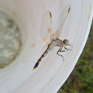 Orthetrum caledonicum at Jerrabomberra, ACT - 13 Dec 2020