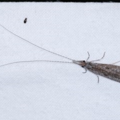 Leptoceridae sp. (family) (Long-horned caddisfly) at Melba, ACT - 16 Nov 2020 by kasiaaus