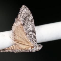 Heteromicta pachytera (Galleriinae subfamily moth) at Melba, ACT - 16 Nov 2020 by kasiaaus