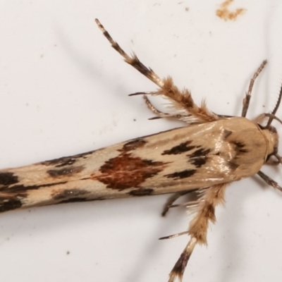Stathmopoda melanochra (An Oecophorid moth (Eriococcus caterpillar)) at Melba, ACT - 16 Nov 2020 by kasiaaus