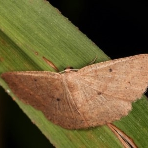 Scopula optivata at Melba, ACT - 16 Nov 2020