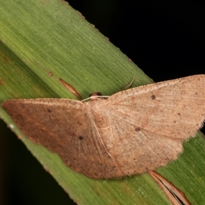 Scopula optivata (Varied Wave) at Melba, ACT - 16 Nov 2020 by kasiaaus