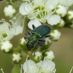 Phlogistus sp. (genus) (Clerid beetle) at Mount Taylor - 10 Dec 2020 by MatthewFrawley