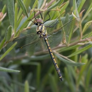 Hemicordulia tau at Googong, NSW - 12 Dec 2020 11:07 AM