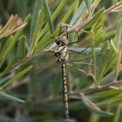 Hemicordulia tau at Googong, NSW - 12 Dec 2020 11:07 AM