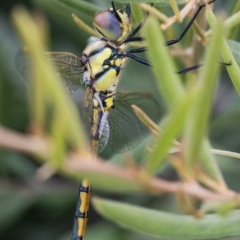 Hemicordulia tau at Googong, NSW - 12 Dec 2020 11:07 AM