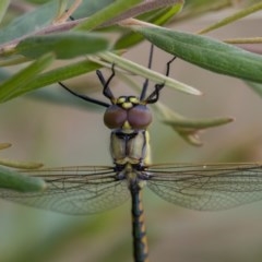 Hemicordulia tau at Googong, NSW - 12 Dec 2020