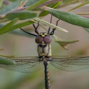 Hemicordulia tau at Googong, NSW - 12 Dec 2020 11:07 AM