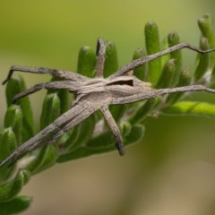 Argoctenus sp. (genus) (Wandering ghost spider) at Googong, NSW - 12 Dec 2020 by WHall