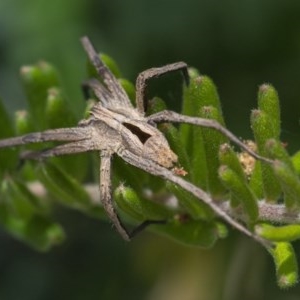 Argoctenus sp. (genus) at Googong, NSW - 12 Dec 2020