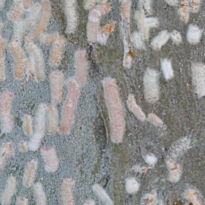 Eriococcidae sp. on Eucalyptus blakelyi at O'Connor, ACT - 1 Dec 2020