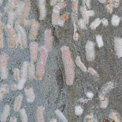 Eriococcidae sp. on Eucalyptus blakelyi (Felted scale on Eucalyptus blakelyi) at Dryandra St Woodland - 30 Nov 2020 by ConBoekel
