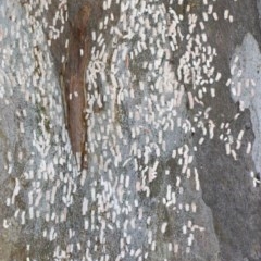 Eriococcidae sp. on Eucalyptus blakelyi at O'Connor, ACT - 1 Dec 2020
