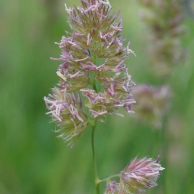 Dactylis glomerata (Cocksfoot) at O'Connor, ACT - 28 Nov 2020 by ConBoekel