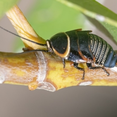 Ellipsidion australe (Austral Ellipsidion cockroach) at Acton, ACT - 9 Dec 2020 by WHall