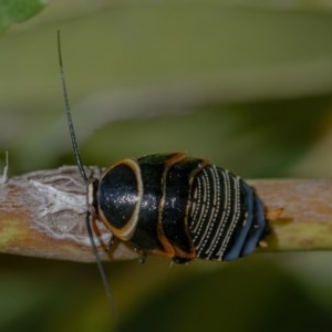 Ellipsidion australe at Acton, ACT - 9 Dec 2020