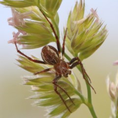 Salsa fuliginata (Sooty Orb-weaver) at Dryandra St Woodland - 27 Nov 2020 by ConBoekel