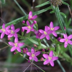 Centaurium sp. at O'Connor, ACT - 28 Nov 2020 08:45 AM