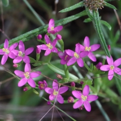 Centaurium sp. (Centaury) at Dryandra St Woodland - 27 Nov 2020 by ConBoekel