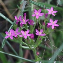 Centaurium sp. at O'Connor, ACT - 28 Nov 2020 08:45 AM