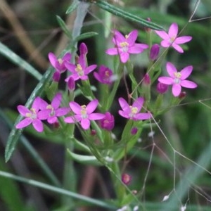 Centaurium sp. at O'Connor, ACT - 28 Nov 2020 08:45 AM