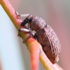 Rhinaria sp. (genus) (Unidentified Rhinaria weevil) at Dryandra St Woodland - 27 Nov 2020 by ConBoekel