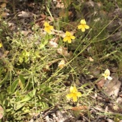 Goodenia paradoxa (Spur Goodenia) at Mount Clear, ACT - 12 Dec 2020 by Sarah2019
