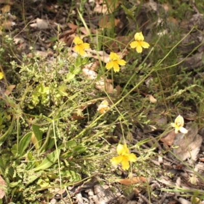 Velleia paradoxa (Spur Velleia) at Mount Clear, ACT - 12 Dec 2020 by Sarah2019