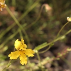 Goodenia paradoxa at Mount Clear, ACT - 12 Dec 2020