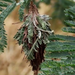 Hyalarcta huebneri (Leafy Case Moth) at Theodore, ACT - 13 Dec 2020 by owenh